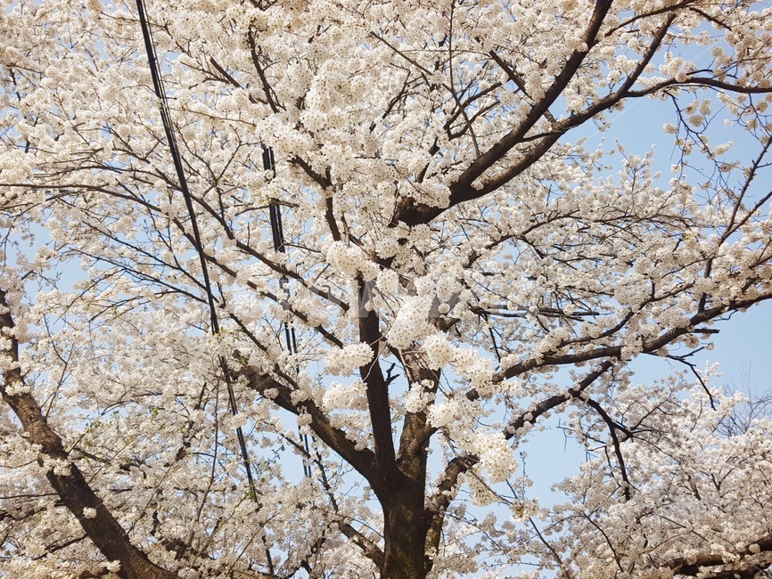 꽃,봄,벚꽃,하늘,향기,봄내음,봄,계절,spring,season,plant,식물,blossom,flower,cherry blossom