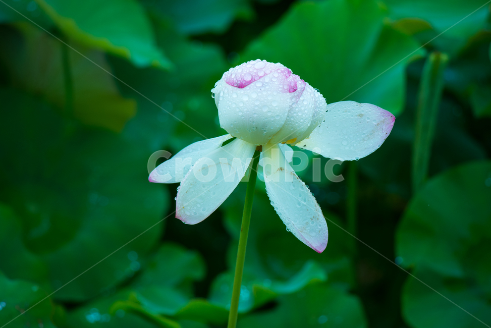 연꽃,lotus,여름꽃,flower,식물,plants,꽃