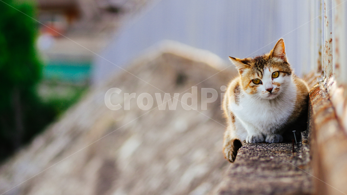 고양이,길고양이,감성,아련,길거리,길냥이,야옹,반려동물,사랑스러움,cat,kitty,lovely,cute,동물