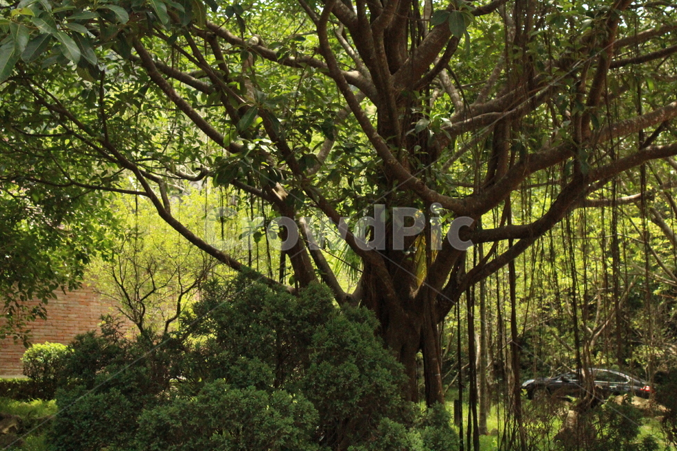 tree,나무,plant,식물,vegetation,초목,옥외,forest,나무줄기,숲,nature,treetrunk,자연,신비로운,나무,trees,wood