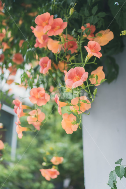 능소화,꽃,여름,flower,chinesetrumpetvine,summer,초록색,연분홍색,green,아웃포커싱,계절,season,자연,아름다운
