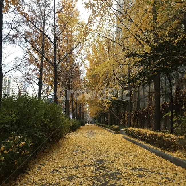가을,단풍,나무,노란색,거리
