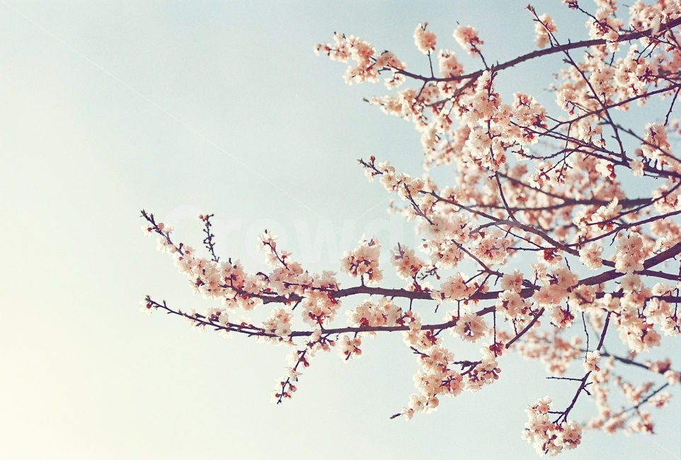 식물,자연,벚꽃,꽃,감성,감성사진,필름,필름사진,봄,봄,계절,spring,season,식물,자연,plants,nature,꽃,flower,나무,trees,wood,감성,sensible,feeling,plant,blossom