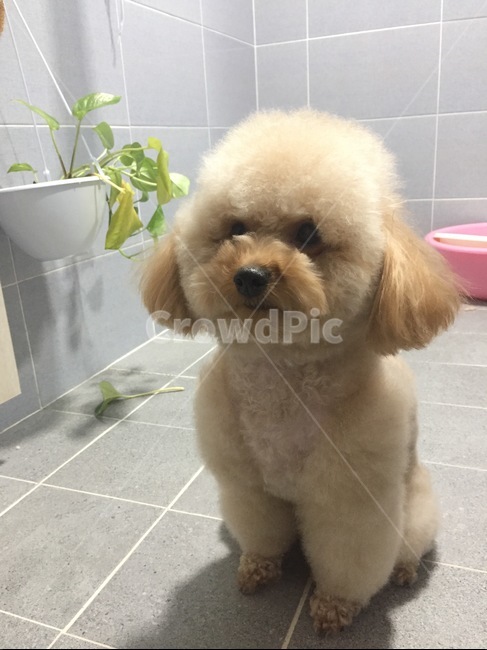 강아지,욕실강아지,털풍성한강아지,푸들,갈색강아지,동물,animal,포유류,mammal,개,강아지,dog,doggy