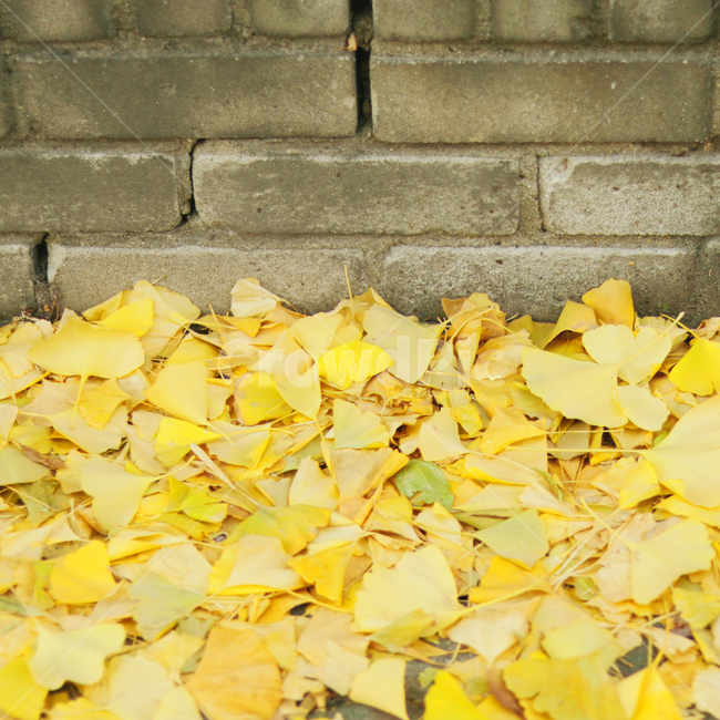 은행나무,단풍,가을,노란색,leaf,잎,plant,식물,담벼락,담,가을,계절,fall,autumn,season,식물,자연,plants,nature