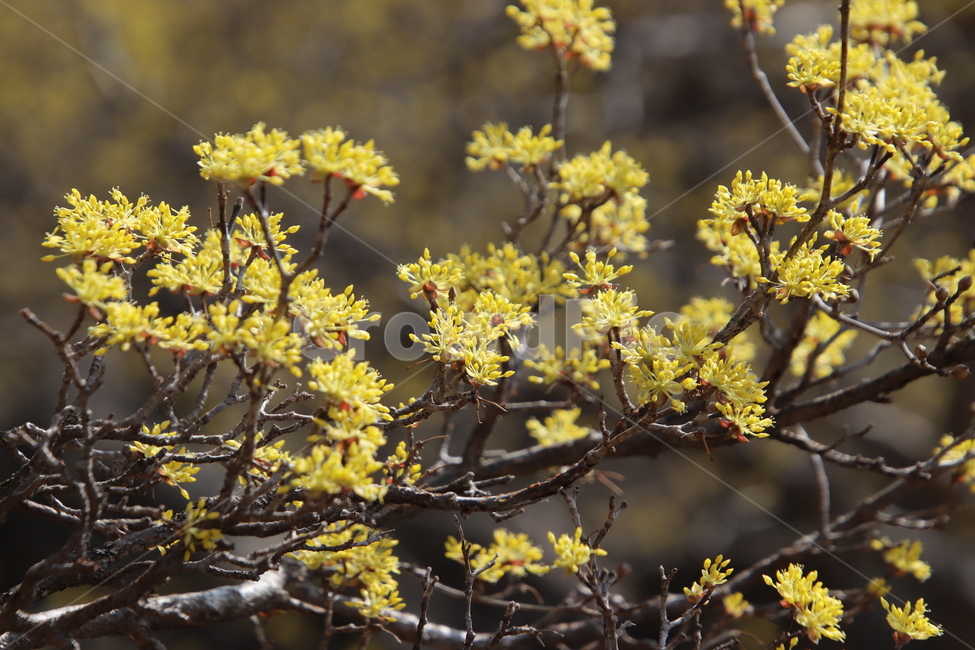 나무,꽃,산수유,봄,노란색,식물,자연,plants,nature,꽃,flower