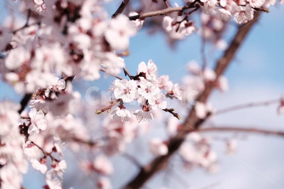 벚꽃,봄꽃,cherryblossom,flower,spring,봄하늘,하늘,봄,계절,spring,season,식물,자연,plants,nature,꽃,flower,plant,blossom
