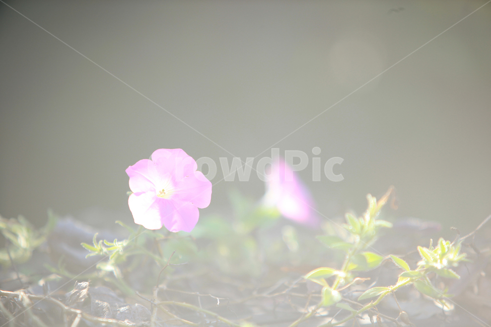 꽃,plant,식물,flower,나팔꽃,식물,자연,plants,nature,꽃,flower