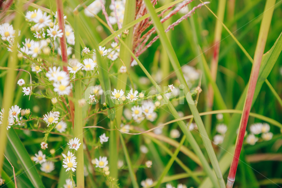 가을,식물,자연,초록,흰꽃,쑥부쟁이,식물,자연,plants,nature,꽃,flower
