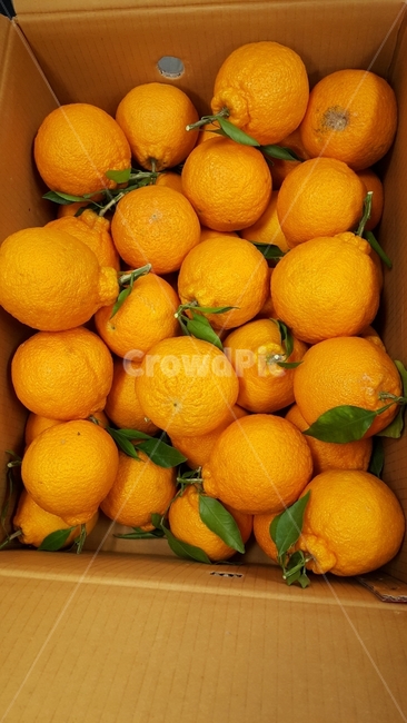 한라봉,과일,귤,오렌지,먹거리,과일사진,음식사진,음식,음식,식재료,요리,food,cook,meal,dishes,food reserves,과일,열매,fruit
