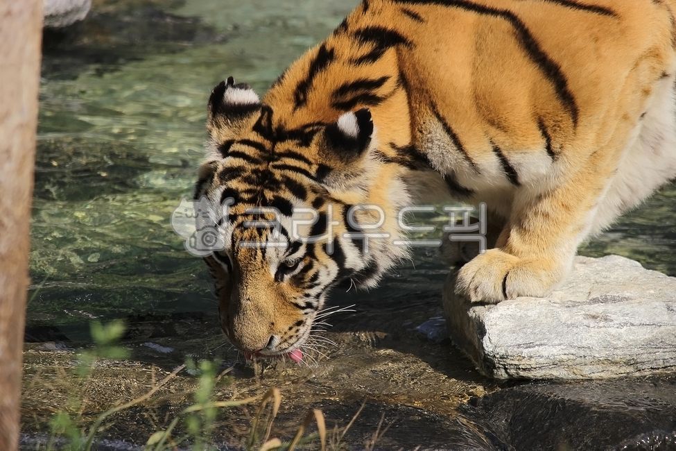 물먹는호랑이,tiger,호랑이,wildlife,야생동물,animal,동물,mammal,포유류