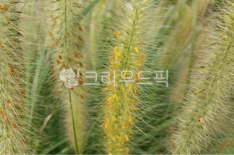 cenchrusalopecuroides,flower,leaf,petal,수크렁,수크렁꽃,수크령,수크령꽃,꽃,꽃잎,pennisetumalopecuroides,fountaingrass,chinesefountaingrass,배경화면