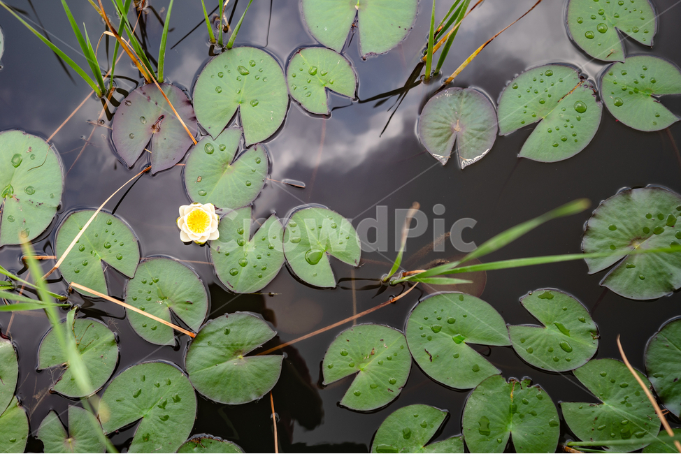 연꽃,초록,물,하늘,반영,식물,자연,plants,nature,꽃,flower