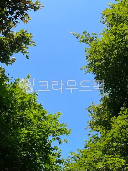 숲,하늘,하늘배경,산,sky