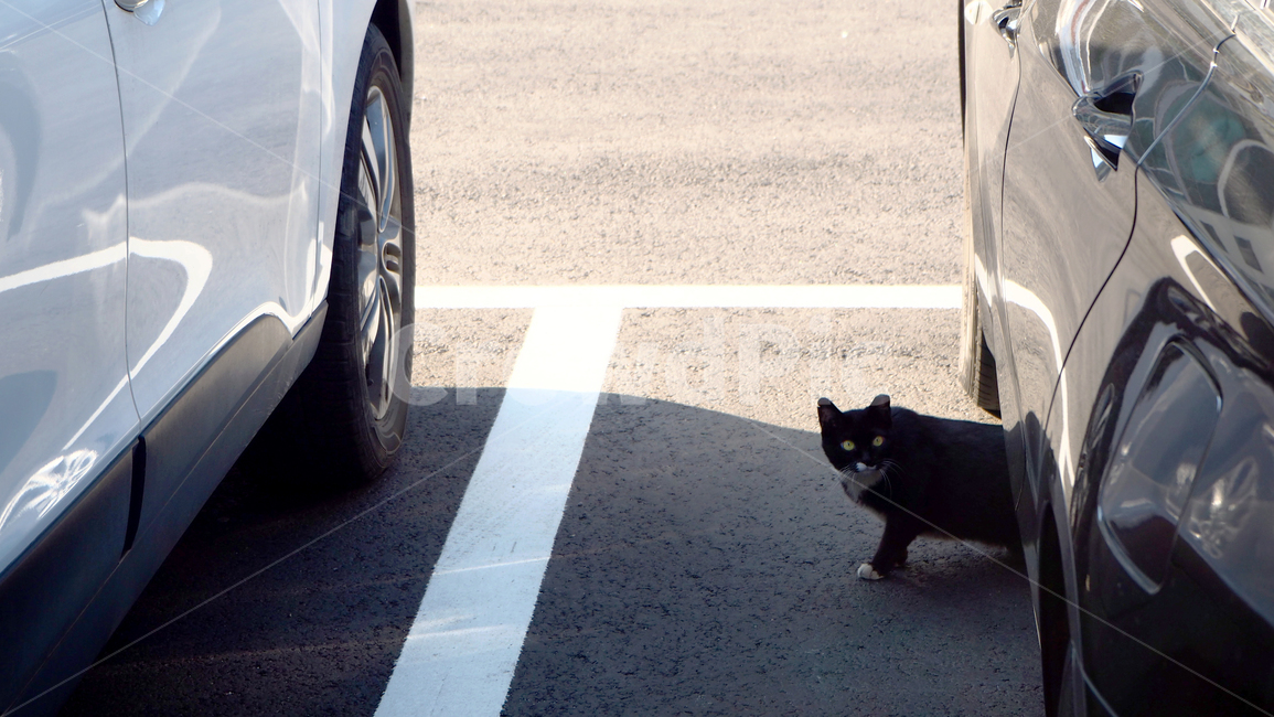 고양이,길고양이,검은고양이,cat,산책,길거리,발견,감성사진,차,주차장,car,자동차,주변풍경,동물,animal,길냥이,귀여운,mammal,kitten,kitty,포유류