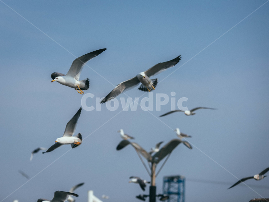 seagull,갈매기,bird,새,animal,동물,flying