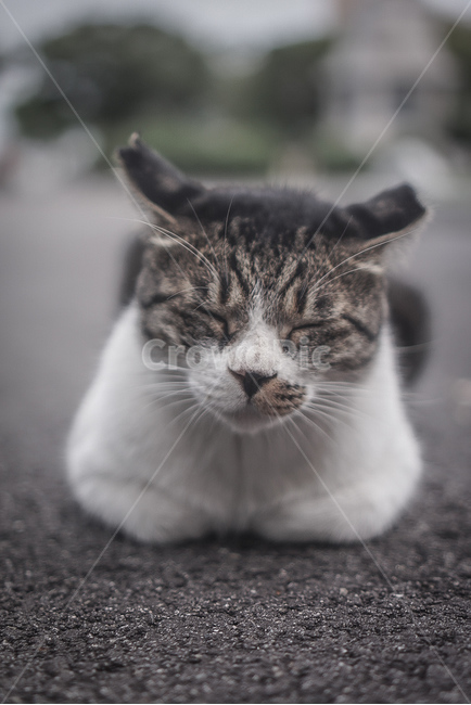 고양이,길고양이,길바닥,cat,waycat,감성,회색,흰색,동물,animal,포유류,mammal,고양이,cat,kitten,kitty