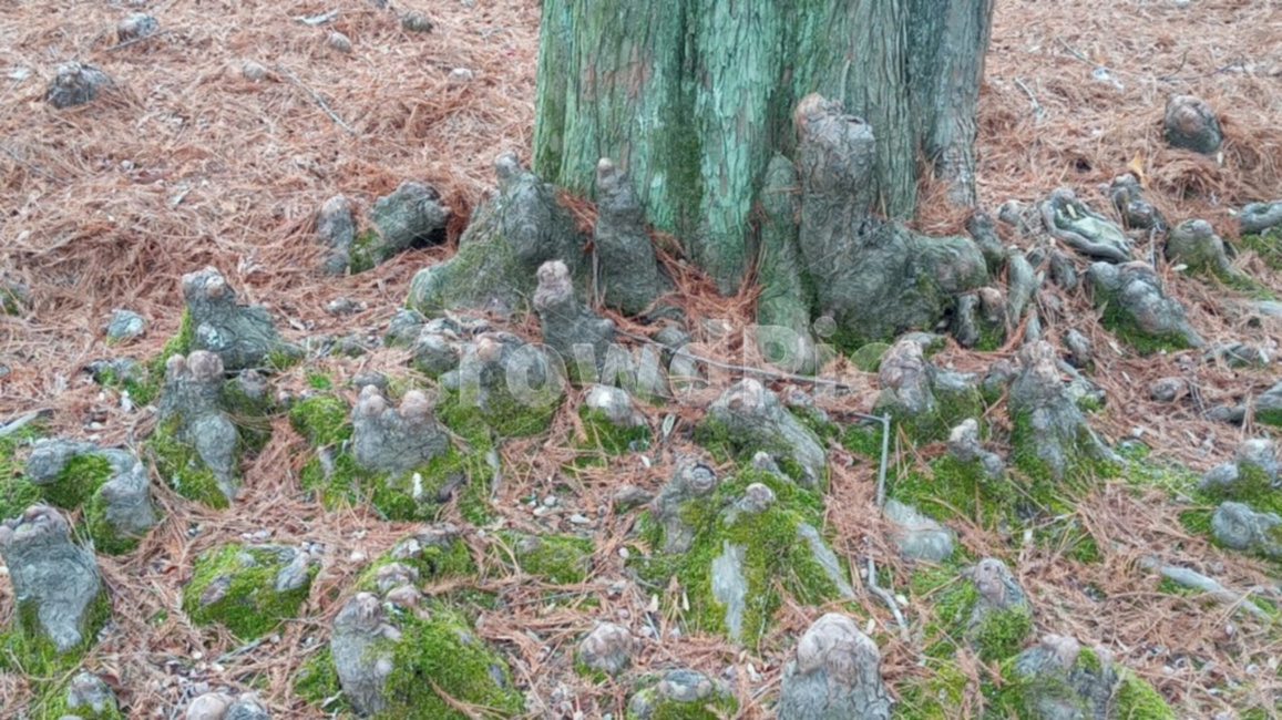 낙우송,기근,낙우송기근,자연,환경,식물,자연,plants,nature,나무,trees,wood