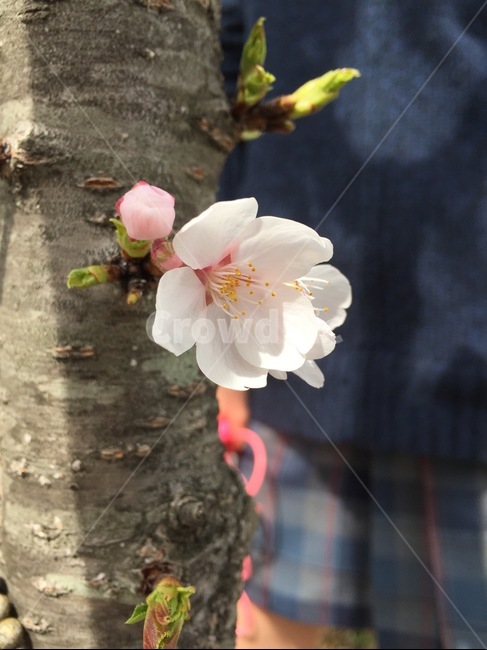 cherryblossom,벚꽃,blossom,꽃,식물,봄,봄,계절,spring,season,꽃,flower,plant
