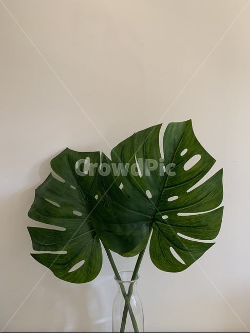 잎,leaf,식물,plant,인테리어,interior,꽃병,조용한,실내,조용,식물,자연,plants,nature