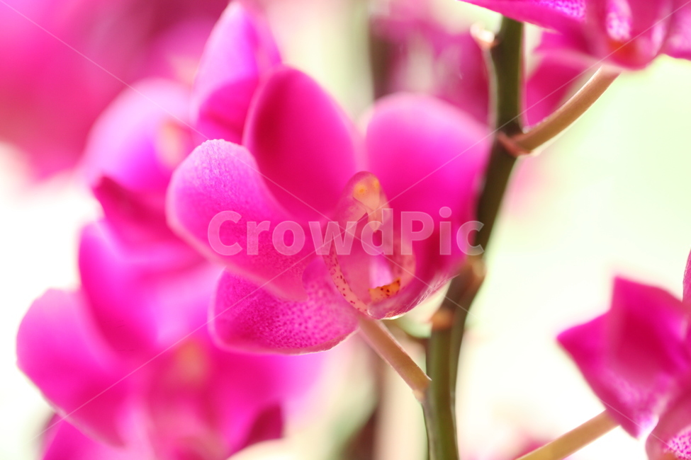 꽃,접사,분홍,줄기,꽃접사,식물,자연,plants,nature,꽃,flower