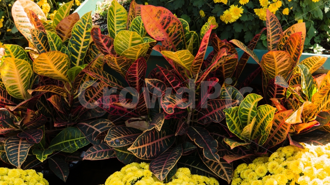 가을,꽃,식물,야생화,울산,태화강공원,식물,자연,plants,nature