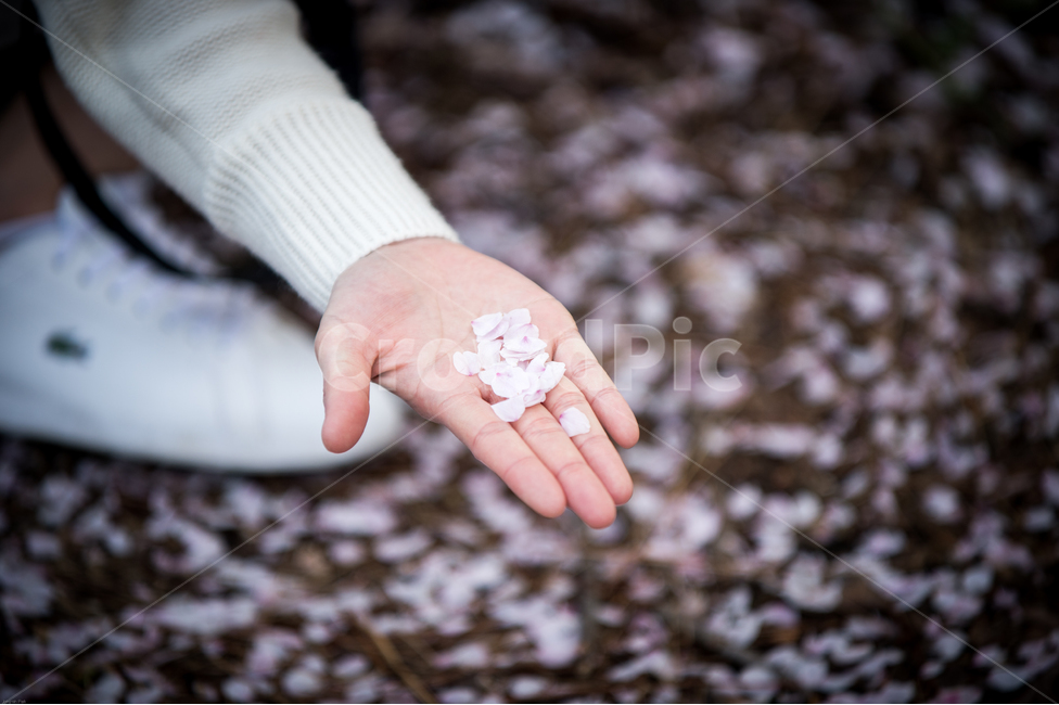 date,Cherry Blossom,spring outing,cherryblossom,excitement,flower,spring,cherry blossom petals,pretty hands,petal,Cherry Blossom Ending,happiness,hand