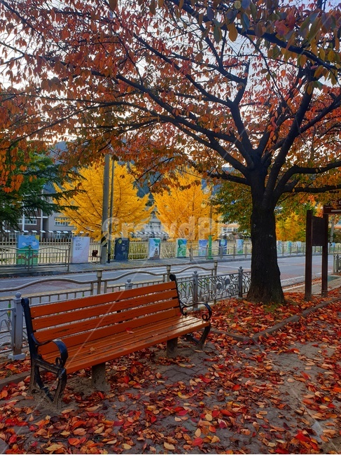 furniture,가구,tree,나무,plant,식물,bench,벤치,가을