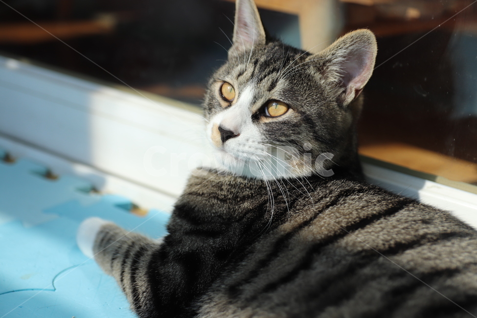 cat face,cat profile,cat,nose short,mackerel