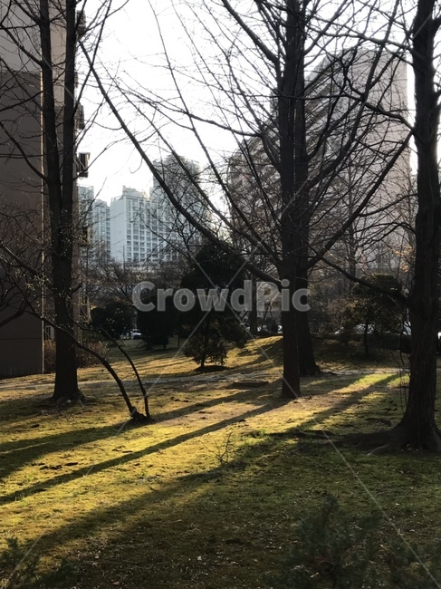 풍경,들판,겨울,겨울나무,햇빛