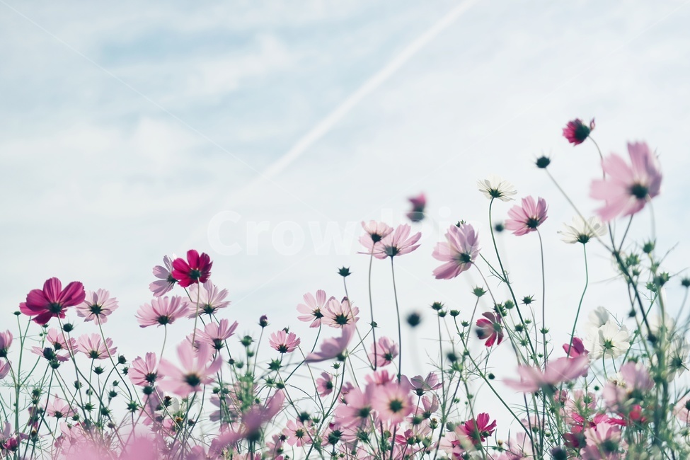 코스모스,꽃,cosmos,flower,감성,가을,계절,fall,autumn,season,식물,자연,plants,nature,꽃,flower,plant,spring,봄,petal,꽃잎,blossom