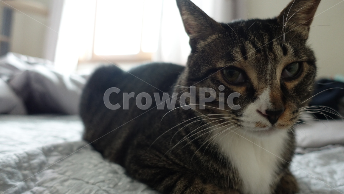 고양이,코숏,코숏고등어,애완동물,동물,동물,animal,포유류,mammal,고양이,cat,kitten,kitty