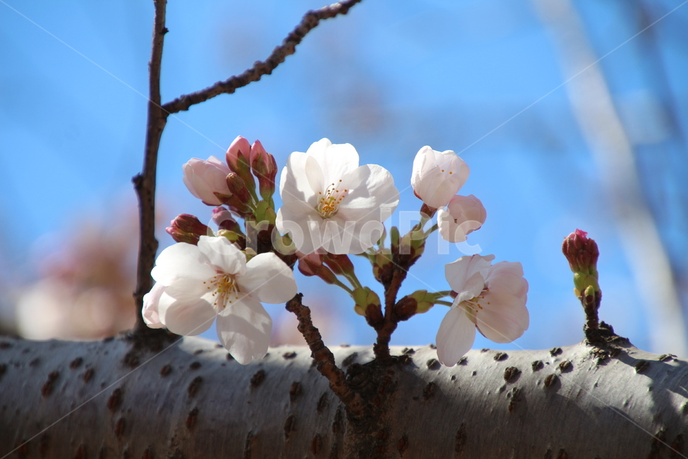 봄,흰색,벗꽃,나무,꽃,봄,계절,spring,season,식물,자연,plants,nature,꽃,flower,plant,geranium,제라늄,blossom