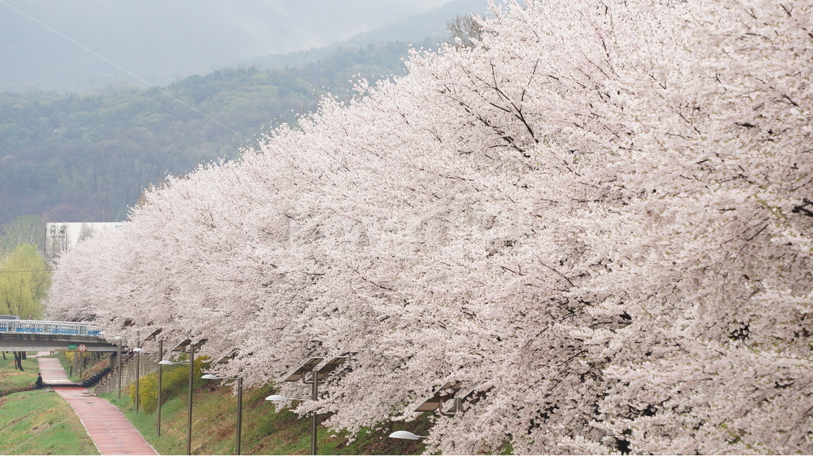 꽃,벚꽃,cherryblossom,봄,벚꽃축제,순식간,벚꽃잎,봄,계절,spring,season,자연,풍경,nature,landscape,plant,식물,blossom,flower,cherry blossom