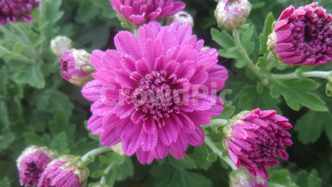 국화,분홍색꽃,소국,다년생초본식물,오상고절,식물,자연,plants,nature,꽃,flower
