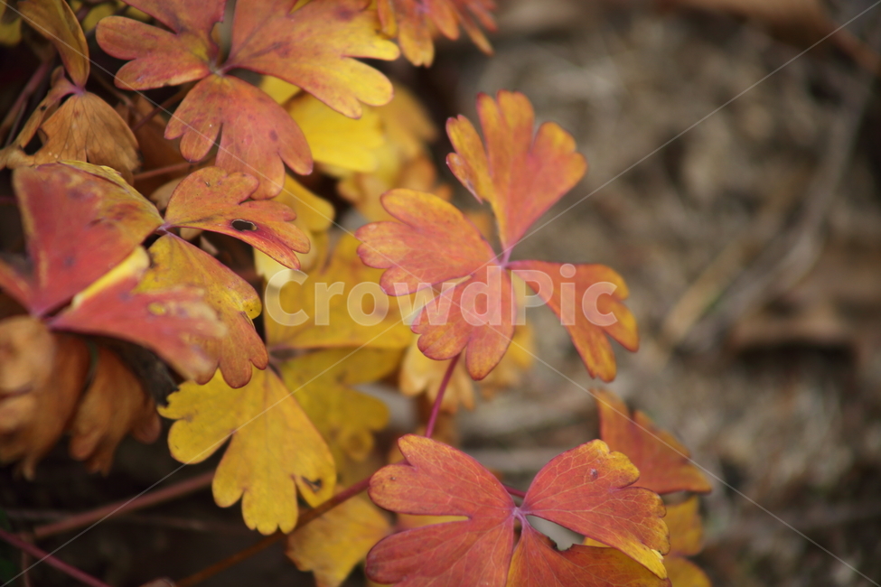 단풍,잎,식물,가을,redleaves,가을,계절,fall,autumn,season,식물,자연,plants,nature,leaf,plant,tree,나무,maple