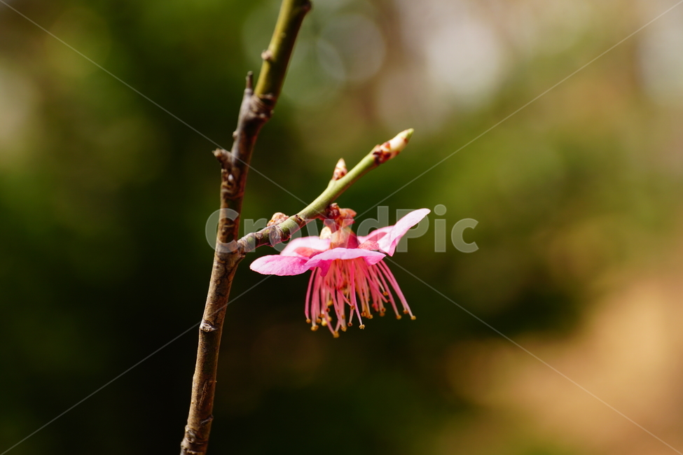 홍매화,한국자연,꽃,꽃사진,플라워,flower,봄,봄꽃,spring,식물,plants,자연,nature,풍경,landscape,계절,season,snap,스냅,접사,macro,closeup,클로즈업,감성사진,감성,힐링,healing,느낌,feel,feeling,꽃밭,화단,나무,나뭇가지,tree,꽃봉오리,4월,April,봄,계절,spring,season,식물,자연,plants,nature,꽃,flower,plant
