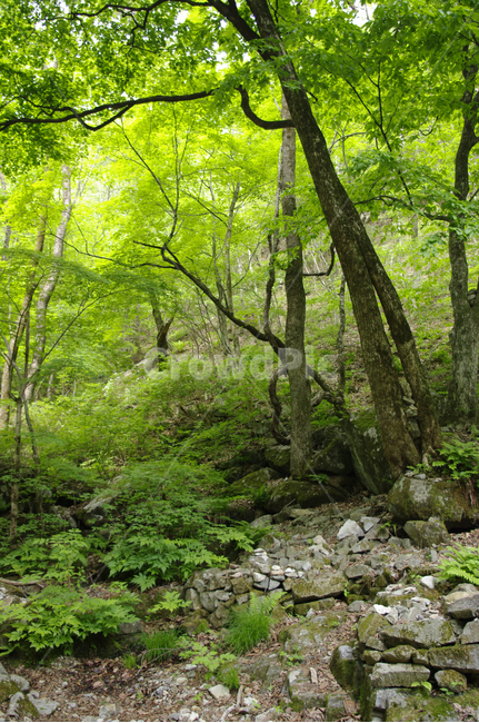 숲,풍경,나무,식물,초록,바위,자연,풍경,nature,landscape,식물,plants,나무,trees,wood,vegetation,초목,plant