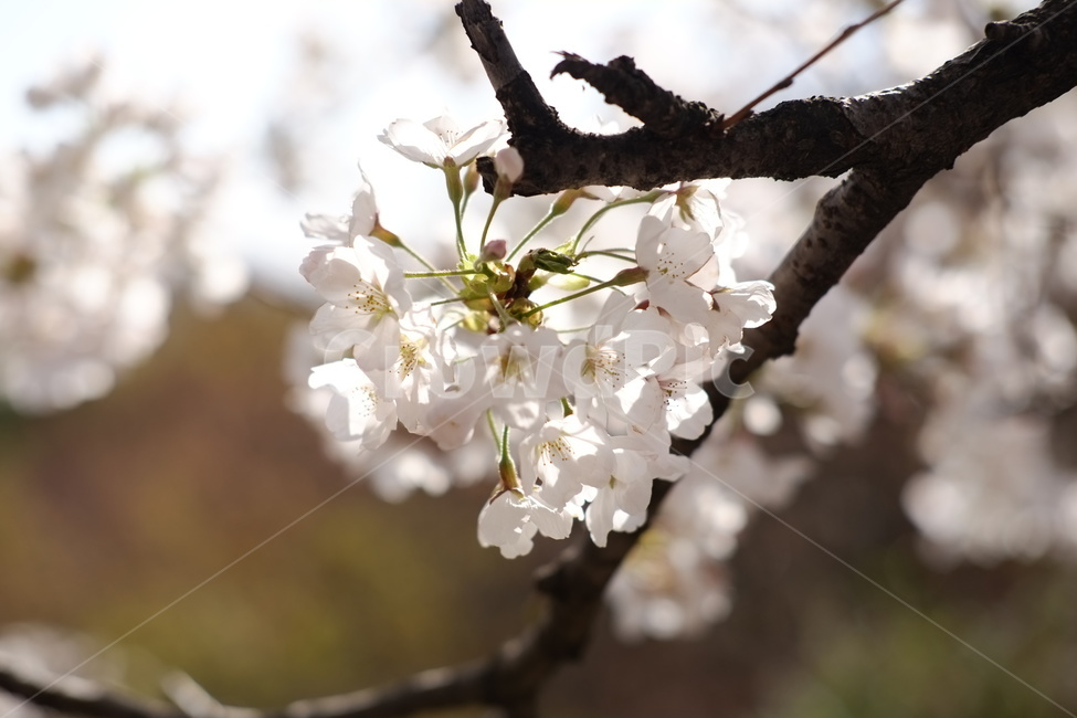 봄,벚꽃,꽃,하늘,나무,cherry,cherryblossom,산책,flower,sky,pink,분홍,분홍색,만개,blossom,따뜻함,warm,자연,nature,꽃송이,봄,계절,spring,season,식물,자연,plants,nature,꽃,flower,plant