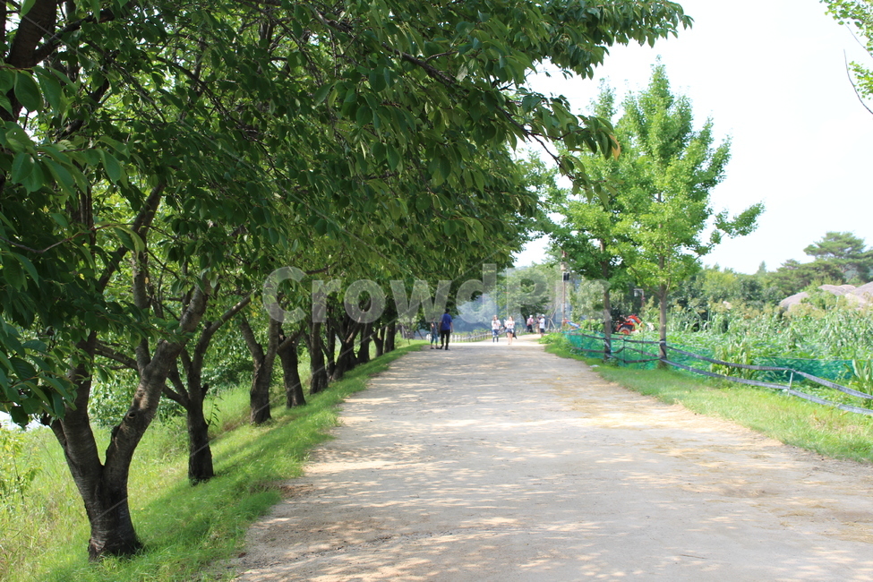 옥외,outdoors,자연,garden,풍경,green,초록,길,나무