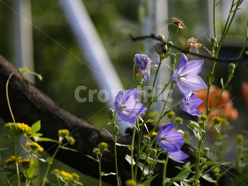 꽃,식물,flower,plant,보라색꽃,식물,자연,plants,nature,꽃,flower