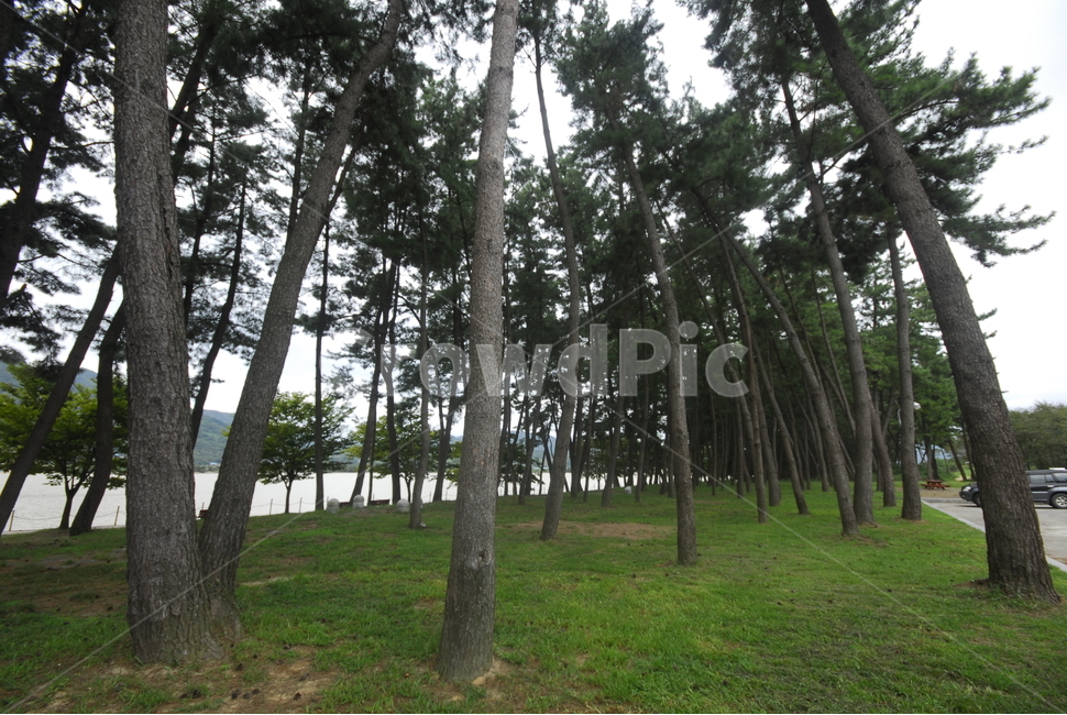 tree,나무,plant,식물,류식,소나무,자연,풍경,nature,landscape