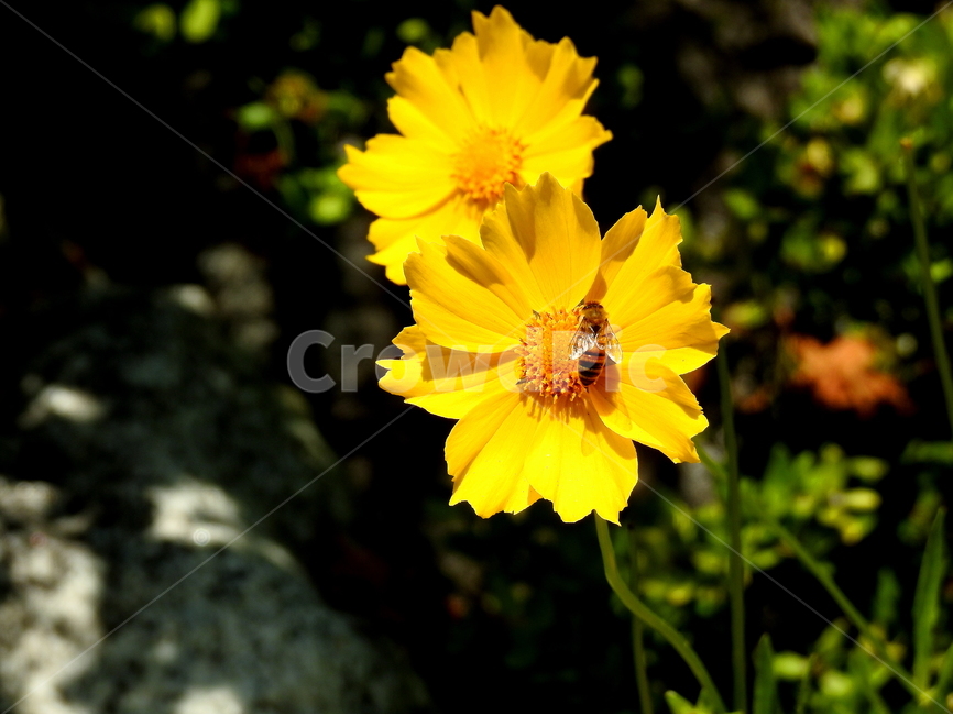 식물,꽃,동물,곤충,벌레,자연,식물,자연,plants,nature,꽃,flower,동물,animal,곤충,벌레,insect,bug