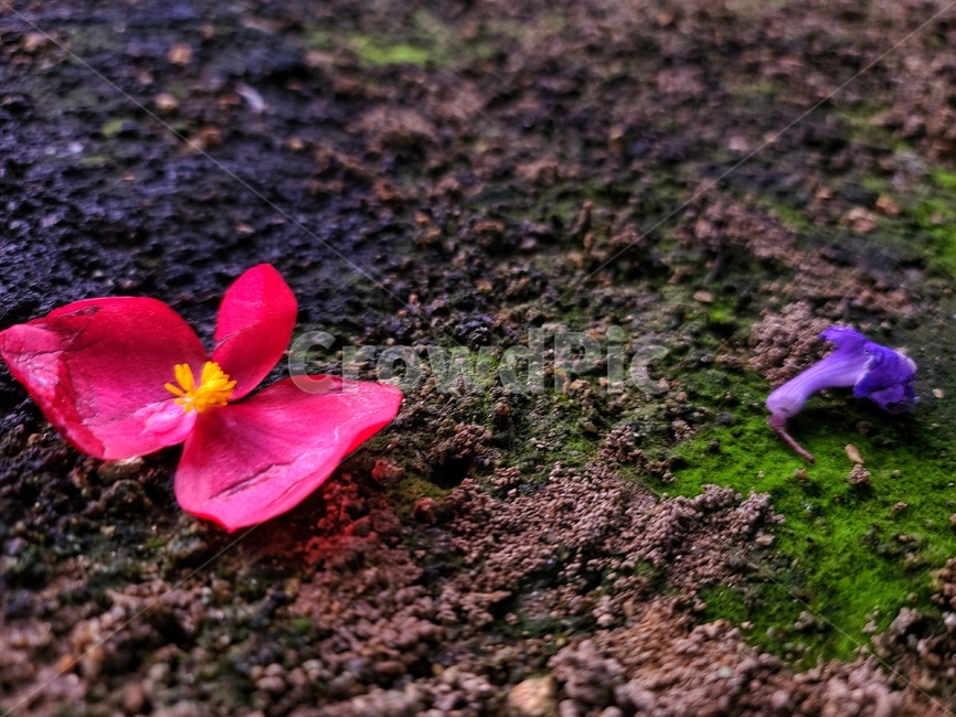 plant,ground,바닥,blossom,꽃,꽃잎,식물