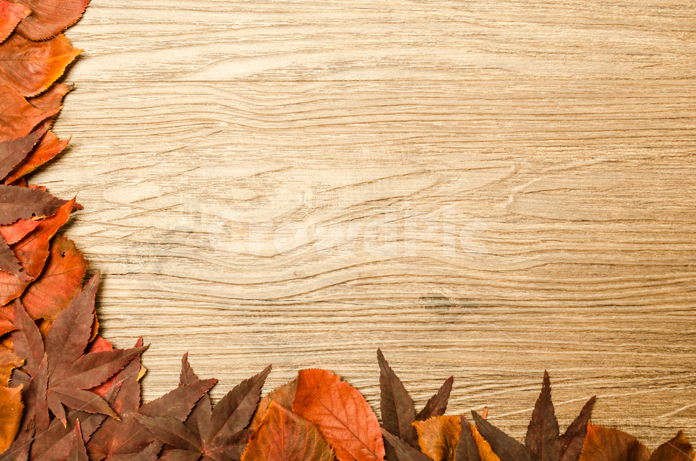 border,nature,concept,deck,tree,leaf,fallen leaves,background,design,season,autumn,floor,table,board,Maple,frame