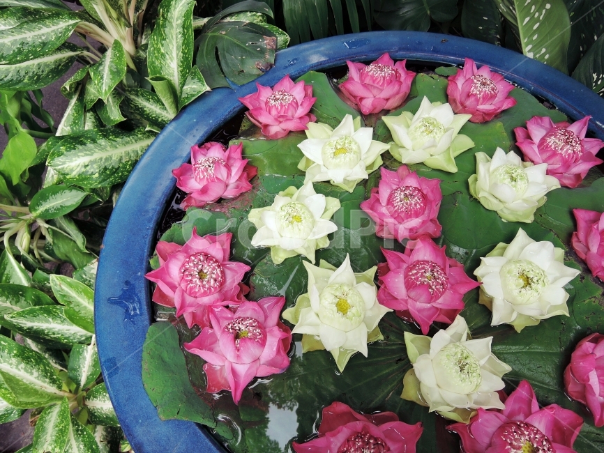 연꽃,lotus,꽃,수상식물,풀,자연,꽃잎,컬러풀,잎파리,잎사귀,줄기,나뭇잎,잎,색,컬러,열대지방,열대꽃,아름다운,멋진,flower,green,pink,beautiful,nature,leaf,tree,물,수상,식물,plant,water,정원,가든,화원,식물,자연,plants,nature,꽃,flower