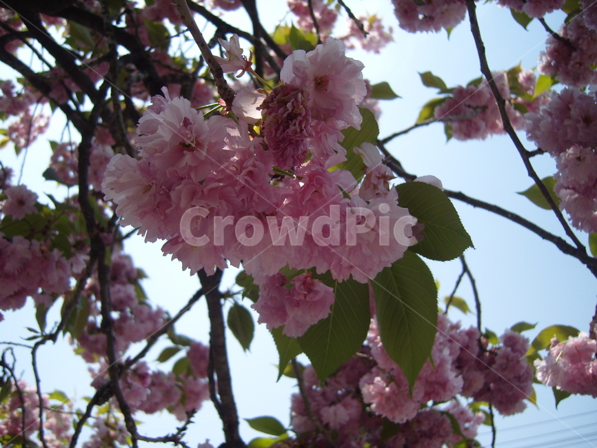 꽃,식물,벚꽃,blossom,cherryblossom,식물,자연,plants,nature,꽃,flower