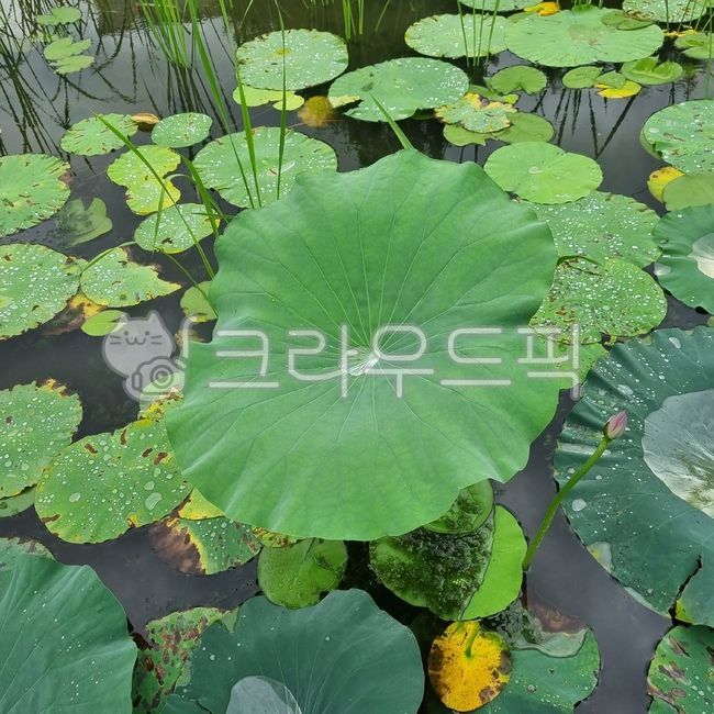 연꽃, 수련속, 수련, 연못, 식물, 사진,이미지,일러스트,캘리그라피 - a8123396작가