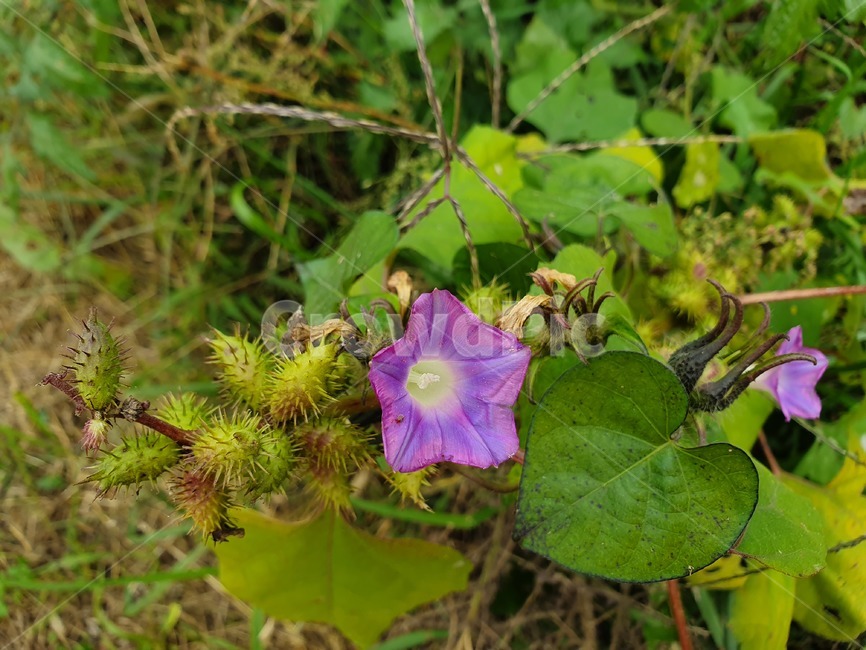 식물,flower,꽃,blossom,나팔꽃,덤불,보라색,식물,자연,plants,nature