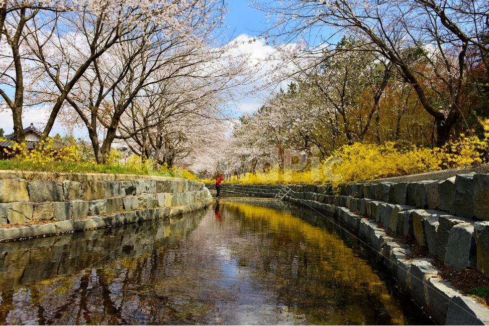 영암,왕인박사유적지,유적지,개나리,반영,봄,계절,벚꽃,꽃,구름,하늘,nature,자연,outdoors,옥외,plant,식물,water,물,ditch,도랑,자연,풍경,nature,landscape